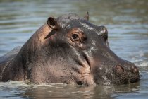 Vista panorâmica do majestoso e bonito Hippopopotamus na natureza selvagem — Fotografia de Stock