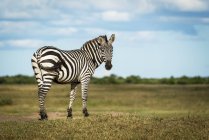 Равнинная зебра (Equus quagga), стоящая на берегу, оглядываясь вокруг, Грумети Серенгети палаточный лагерь, Национальный парк Серенгети; Танзания — стоковое фото