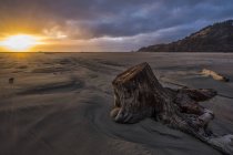 O pôr do sol ilumina o céu ao longo da costa do Oregon, com enormes pedaços de madeira à deriva espalhados pela praia; Oregon, Estados Unidos da América — Fotografia de Stock