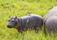 Scenic view of majestic and cute Hippopotamus in wild nature — стоковое фото