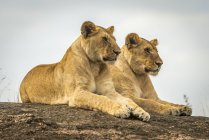 Vista panoramica di leoni maestosi a natura selvaggia — Foto stock