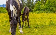 Vista panorâmica de majestosos cavalos mãe e bezerro na paisagem — Fotografia de Stock