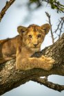 Malerischer Blick auf majestätische Löwenjungtiere in wilder Natur, auf einem Baum liegend — Stockfoto
