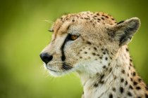Close-up of cheetah (Acinonyx jubatus) sitting with green bokeh, Grumeti Serengeti Tented Camp, Serengeti National Park; Tanzania — Stock Photo