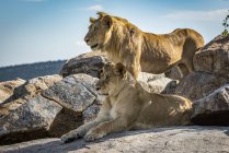 Vista panoramica di leoni maestosi a natura selvaggia — Foto stock