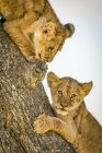 Scenic view of majestic lion cubs at wild nature on tree — Stock Photo