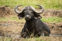 Vista panorámica de búfalo africano en la naturaleza salvaje - foto de stock
