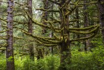 Moss crece en coníferas en Clatsop State Forest; Hamlet, Oregon, Estados Unidos de América - foto de stock