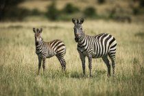 Mother zebra and foal (Equus quagga) standing watching camera, Kleins Camp, Serengeti National Park; Tanzania — Stock Photo
