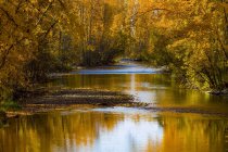 Fogliame dorato sugli alberi lungo Mission Creek in autunno; Kelowna, Columbia Britannica, Canada — Foto stock