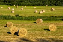 Round hay bales in a hay field with forest in the background; Brome Lake, Ville de Lac Brome, Quebec, Canada — Stock Photo