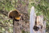 American Marten (Martes americana) with mouth open and showing teeth perched on a spindly branch; Silver Gate, Montana, United States of America — Stock Photo