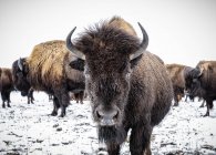 Primo piano del bisonte delle pianure (bisonte bisonte bisonte) guardando la fotocamera; Manitoba, Canada — Foto stock