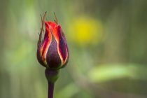 Colourful rose bud growing in an Oregon flower garden; Astoria, Oregon, United States of America — Stock Photo