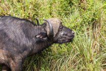 Вид африканського буйвола на дику природу лежить на траві. — стокове фото