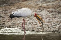 Yellow-billed stork  standing in shallows eating fish — Stock Photo