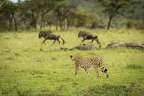 Majestuoso retrato escénico de Cheetah en la caza de la naturaleza salvaje para las bestias - foto de stock