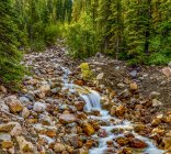 Arroyo que fluye sobre rocas en un bosque; Alberta, Canadá - foto de stock