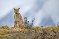 Puma assis sur le paysage dans le sud du Chili ; Chili — Photo de stock