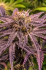 Cannabis plant in late flowering stage; Cave Junction, Oregon, Estados Unidos da América — Fotografia de Stock