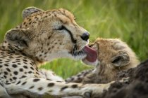 Majestic Cheetahs scenic portrait at wild nature — Stock Photo