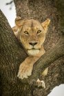 Vista panorámica del majestuoso león en la naturaleza salvaje sentado en el árbol - foto de stock