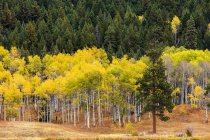 The Cascades and the Okanagan Valley in autumn colors; British Columbia, Canadá — Fotografia de Stock