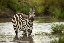 Zèbre des plaines (Equus quagga) debout dans une caméra de surveillance de piscine, camp Safari, réserve nationale Maasai Mara ; Kenya — Photo de stock