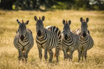 Quatro zebras planícies (Equus quagga) em pé em grama longa, Grumeti Serengeti Tented Camp, Parque Nacional Serengeti; Tanzânia — Fotografia de Stock