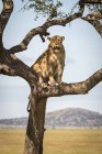 Vista panorámica del majestuoso león en la naturaleza salvaje sentado en el árbol - foto de stock