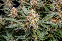 Usine de cannabis au stade de floraison tardive ; Cave Junction, Oregon, États-Unis d'Amérique — Photo de stock