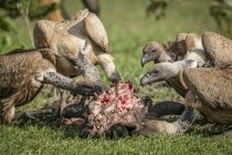 Gros plan de vautours à dos blanc se nourrissant de tuer — Photo de stock