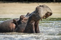 Vista panorámica de Hipopótamo majestuoso y lindo en la naturaleza salvaje - foto de stock