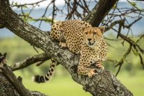 Majestuoso retrato escénico de Cheetah en la naturaleza salvaje - foto de stock