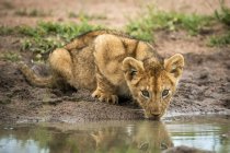 Vista cênica do filhote de leão bonito na natureza selvagem água potável — Fotografia de Stock