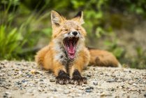 Red fox (Vulpes vulpes) kit yawning in the entrance of den burrow near Fairbanks; Alaska, United States of America — Stock Photo