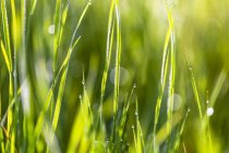 Wet blades of grass in sunlight; British Columbia, Canada — Stock Photo