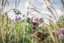 Black-tailed deer (Odocoileus hemionus) in tall grass at Cape Disappointment State Park; Ilwaco, Washington, United States of America — Stock Photo