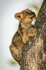 Vista panorámica de cachorro de león en la naturaleza salvaje en el árbol - foto de stock