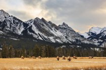 Vista panorâmica de Elks no Parque Nacional Jasper; Alberta, Canadá — Fotografia de Stock