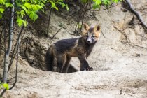 Red fox (Vulpes vulpes) kit, Cross Fox colour phase, emerging from den burrow near Fairbanks; Alaska, United States of America — Stock Photo