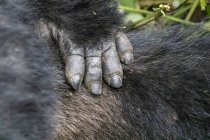 Close-up of hand and hair of Mountain gorilla (Gorilla beringei beringei), Bwindi Impenetrable National Park; Western Region, Uganda — Stock Photo