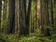 Vista panorámica de los famosos bosques de secuoyas del norte de California, California, Estados Unidos de América - foto de stock