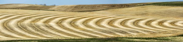 Графические линии по сбору урожая на соломенном поле с голубым небом, к западу от Бейсекера; Альберта, Канада — стоковое фото