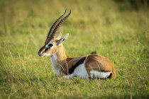Thomsons gazelle (Eudorcas thomsonii) in grass facing left, Kleins Camp, Serengeti National Park; Tanzania — Stock Photo