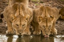 Vista panorâmica de leões majestosos na natureza selvagem água potável — Fotografia de Stock