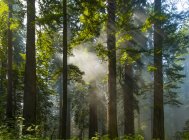 Raios solares na floresta no California Redwoods; Califórnia, Estados Unidos da América — Fotografia de Stock