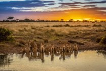 Vue panoramique des lions majestueux à la nature sauvage eau potable au coucher du soleil — Photo de stock