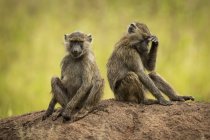 Two Olive baboons (Papio anubis) sitting on earth bank, Grumeti Serengeti Tented Camp, Serengeti National Park; Tanzania — Stock Photo