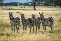 Четыре зебры равнин (Equus burchellii), стоящие и смотрящие в камеру, лагерь Грумети Серенгети, Национальный парк Серенгети; Танзания — стоковое фото